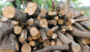 Logs cut